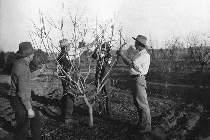 Pruning